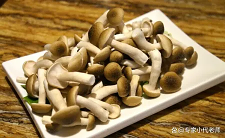 我国最好吃的五大蘑菇,你吃过几个,第一二名以鹿茸和珍珠命名 4 我国最好吃的五大蘑菇,你吃过几个,第一二名以鹿茸和珍珠命名 4